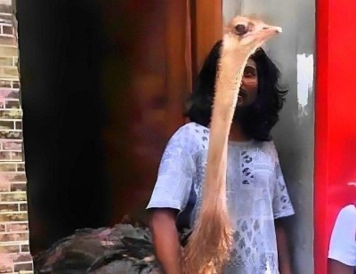 ދިރޭ ޖަނަވާރު އެތެރެކުރެވޭނީ ޕޯލްޓްރީ ފާމެއް ރެޖިސްޓްރީ ކޮށްގެން