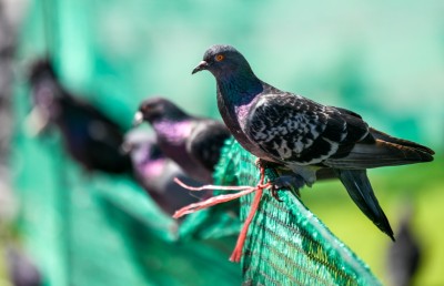 ފޮޓޯ ސްޓޯރީ: ކޮތަރުތަކުގެ އެންމެ ގާތް އެކުވެރިޔާ