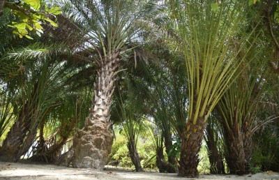 ކުނިގޮނޑަކުން އުފަންވި "ކަދުރު ޕާކް" ގެ ވާހަކަ