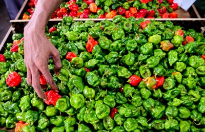 ކަނޑޫދޫ ކިޔަސް މާރުކޭޓުގައި އޮތީ ލާމު މިރުސް