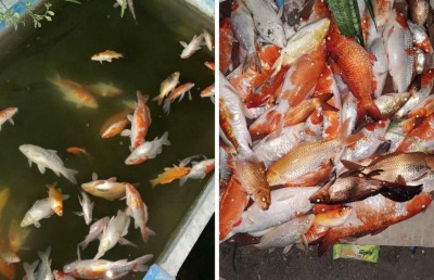 އިހަވަންދޫގައި ޕޮންޑަކަށް ގެއްލުންދީ 60 އަށް ވުރެ ގިނަ މަސް މަރާލައިފި