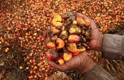 އިންޑިއާ އިން ޕާމް އޮއިލްގެ ޓެކްސް ކުޑަކޮށްފި