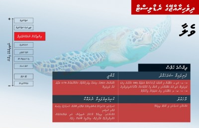 ވެލަ އާއި ކަހަނބު ނެތިދިއުމުގެ ބިރު ބޮޑުވެފައިވާކަން ދިރާސާއަކުން ދައްކައިފި