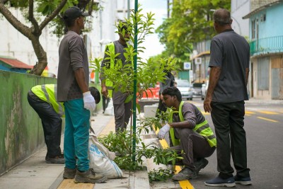 އެވޮކާޑޯ ހިމެނޭހެން އަމީނީމަގުގައި އެކި ބާވަތްތަކުގެ ގަސް އިންދައިފި