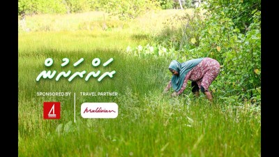 ހައި ދަނޑު: ފިޔޯރީގައި ކުރިލާ ހެދޭ ރަނެއް