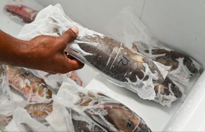 ހަގީގީ މަސްވެރި އާއިލާއެއް، ފޫހިވީމާ ވެސް ފެންނަނީ ލޯންޗު