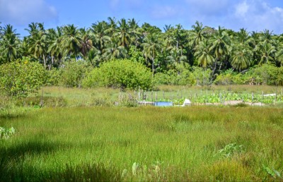 ހައި ދަނޑު: ފިޔޯރީގައި ކުރިލާ ހެދޭ ރަނެއް