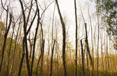 ރާއްޖޭގެ ކަނޑޫފާތައް މަރުވަނީ މޫސުމީ ބަދަލުން ލޮނުގެ އަސަރު މާބޮޑަށް ކުރާތީ: ދިރާސާ