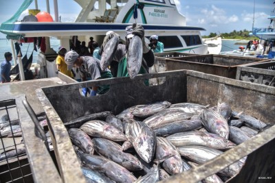 އަހަރުގެ މިހާތަނަށް މިފްކޯއަށް 39 ހާސް ޓަނަށް ވުރެ ގިނައިން މަސް ކިރައިފި