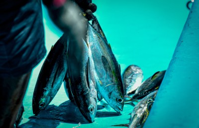 މަސްވެރިކަމާ ގުޅޭ ކޮމިޓީތަކަށް ބަޔަކު ކުރިމަތިނުލައިގެން އަނެއްކާ ވެސް ހުޅުވާލައިފި