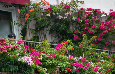 ހަތަރު މަސް ތެރޭ ރާއްޖެއަށް 3.8 މިލިއަން ގަސް އެތެރެކުރި