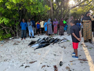 މާފަރު ފަޅުތެރެއަށް ބޮޑުކަންނެލީގެ ބައިގަނޑެއް، ރައްޔިތުން ނުކުމެ ހިފަނީ!
