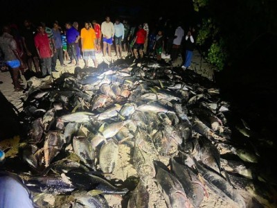 މާފަރު ފަޅުތެރެއިން ގިނަ އަދަދެއްގެ ކަންނެލި ހިފައި ހުރިހާ ގެއަކަށް ބަަހައިފި
