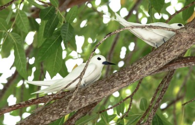 އައްޑޫ ރަމްޒުކޮށްދޭ ދޮންދީނި، ކާޅާ ހެދި ނެތި ހިނގައިދާނެ!