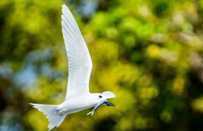 އައްޑޫ ރަމްޒުކޮށްދޭ ދޮންދީނި، ކާޅާ ހެދި ނެތި ހިނގައިދާނެ!