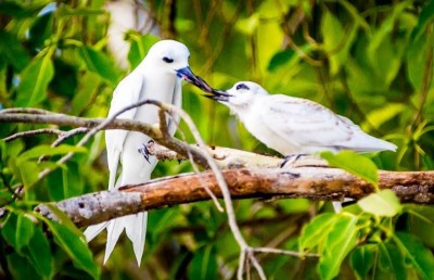 އައްޑޫ ރަމްޒުކޮށްދޭ ދޮންދީނި، ކާޅާ ހެދި ނެތި ހިނގައިދާނެ!