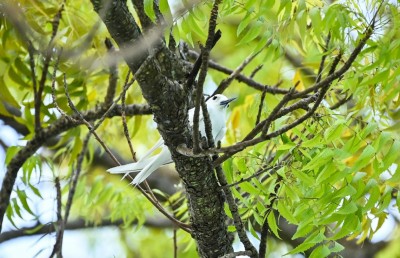 އައިންމަތީ ދޫނި މަދުވެއްޖެ، ތޭރަވާ ގެއްލިއްޖެ