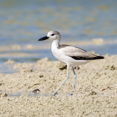 އައިންމަތީ ދޫނި މަދުވެއްޖެ، ތޭރަވާ ގެއްލިއްޖެ