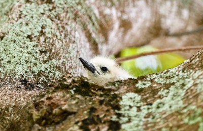 އައިންމަތީ ދޫނި މަދުވެއްޖެ، ތޭރަވާ ގެއްލިއްޖެ