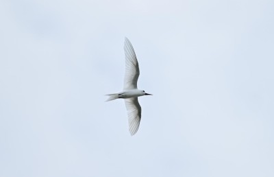 އައިންމަތީ ދޫނި މަދުވެއްޖެ، ތޭރަވާ ގެއްލިއްޖެ