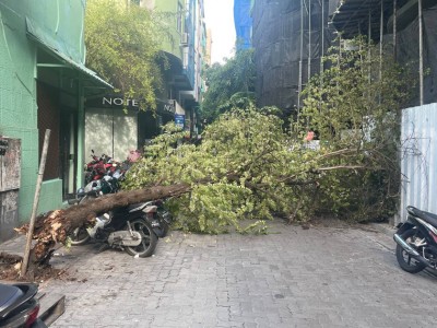 ލޮނުޒިޔާރާތް މަގުގައި ހުރި ގަހެއް ވެއްޓި ސައިކަލުތަކަކަށް ގެއްލުންވެއްޖެ