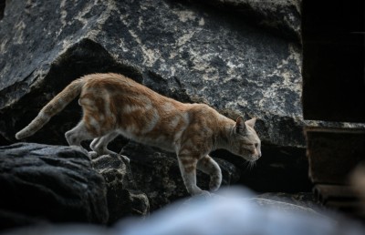 ވާގޮތެއް ނޭނގި މާލެއިން ބުޅާތައް ގެއްލެނީ