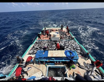 25ރ. އަށް މަސް ވިއްކައިގެން ދެކޮޅުނުޖެހޭތީ އަލުން އަގު ރިވިއުކުރަނީ