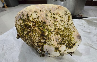 މަހަށް ނުކުތް ޒުވާނުންތަކެއް ތޮއްޑޫ ކައިރިން "މާވަހަރެއް" ހޮވައިފި