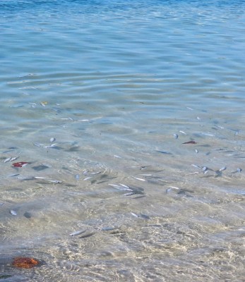 ކެންދޫ ފަޅުގައި އޮތް މުށިމަސްތައް މަރުވެގެން ލައްގަނީ