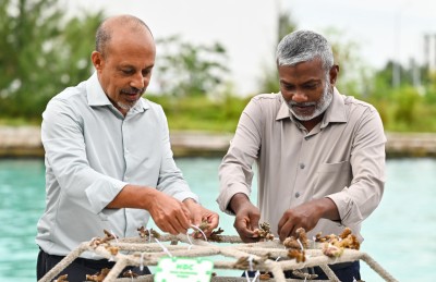 ހުޅުމާލެ ޗެނަލް ޕާކުގައި މުރަކަ އާލާކުރަނީ