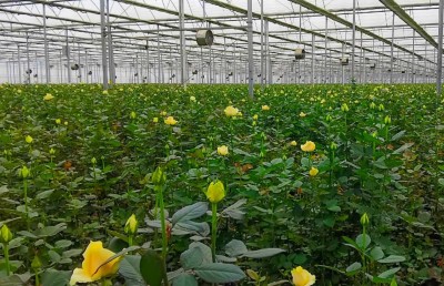 ޔުނާންގެ ފަހުރުވެރި ތާރީހާއި ސަގާފަތް ހިމާޔަތްކޮށް، ދެއްކީ ނަމޫނާއެއް