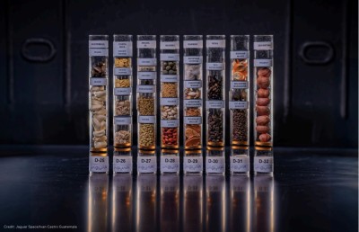 ކަނޑޫފާތަކުގައި ހެދޭ ބަރު ގަހުގެ އޮށްތަކެއް ޖައްވަށް