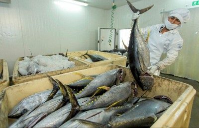 އެންސިސް މަސް ފެކްޓަރީއާ މިފްކޯ އިން ހަވާލުވަނީ!