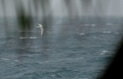 ބޮޑު ސަރަހައްދަކަށް ޔެލޯ އެލާޓް؛ 50 މޭލަށް ވައިގަދަވާނެ!