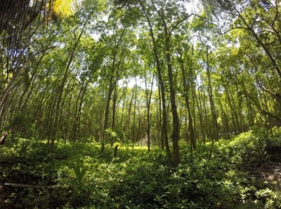 ކޭލަކުނު އީކޯ ޓޫރިޒަމް މަޝްރޫއާ ދެކޮޅަށް ހަ ޖަމިއްޔާއަކުން ތެދުވެއްޖެ