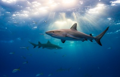 މިޔަރު ހިމާޔަތްކުރުމުގެ ނަމޫނާ ދަމަހައްޓަން ރާއްޖެއަށް ގޮވާލައިފި