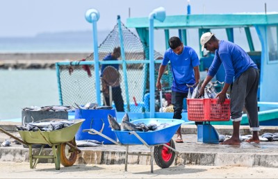 މަހުގެ އެކްސްޕޯޓަށް ބޮޑު އިތުރުވުމެއް