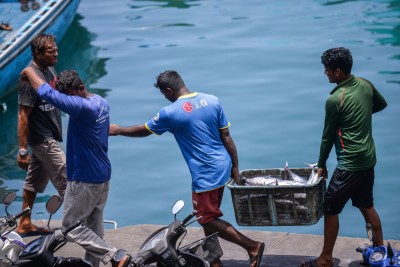 ހުޅުމާލެ މަސް މާރުކޭޓު ހިންގާނެ ފަރާތެއް ހޯދަނީ