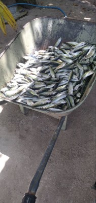 ހިތާދޫ ފަޅު ތެރޭ މުށިމަސް އައިނެއް، ރަށު ރައްޔިތުންނަށް އީދެއް