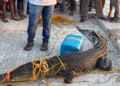 ފަރުކޮޅުން ފެނުނު ކިނބޫ އެމްއެންޑީއެފާ ހަވާލުކޮށްފި