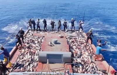 މަސް ގަންނަ އަގު ބޮޑުކުރާތީ އެކްސްޕޯޓަރުންގެ ކަންބޮޑުވުން