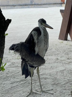 ފިޔަ ބިނދިފައިއިން 'މާކޭ' ސަލާމަތްކުރީ ރާއްޖޭގައި ކުރި އެންމެ ފުރަތަމަ މާކަނާ ސާޖަރީއިން