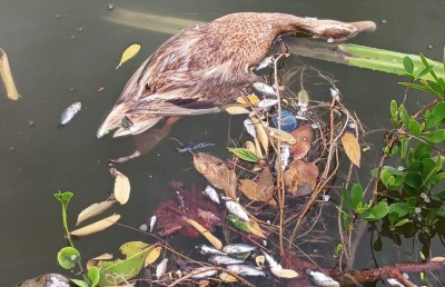 ހުޅުދޫ ޑަކް ޕާކުގެ ފެންގަނޑަށް ވިހައެއް އަޅައިގެން ދޫނިތަކާއި މަސްތައް މަރާލައިފި