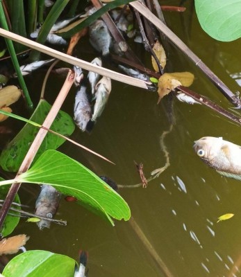 ހުޅުދޫ ޑަކް ޕާކުގެ ފެންގަނޑަށް ވިހައެއް އަޅައިގެން ދޫނިތަކާއި މަސްތައް މަރާލައިފި