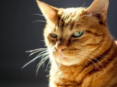 ކާރުގައި ކޫރުން އެޅުވުމުން، ދެކުނު ކޮރެއާ މީހަކު 76 ބުޅާ މަރާލައިފި