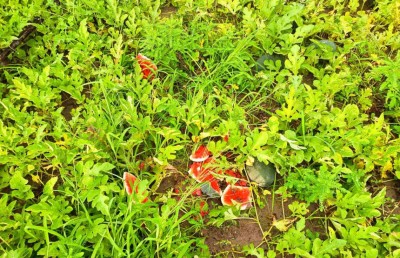 ކުމުންދޫގެ ދަނޑުތަކަށް ބަޔަކު ގެއްލުން ދީފި