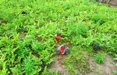 ކުމުންދޫގެ ދަނޑުތަކަށް ބަޔަކު ގެއްލުން ދީފި