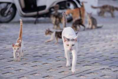 މި މަސް ތެރޭ ބުޅާ ފެސިލިޓީ އަޅާ ބިން ސަރަހައްދަށް ބުޅާތައް ބަދަލު ކުރަނީ