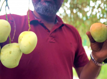 ''މެންގޯ އައިލެންޑް''ގެ ރައްޔިތުން އަނބަށް ހަދާނެގޮތެއް ނޭނގިފައި