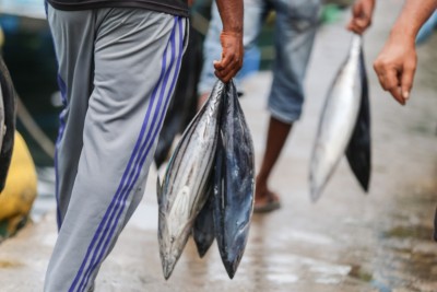 ފިޝަރީޒް ކޮލްޖުގެ ކޯސްތައް އަތޮޅުތެރޭ ކެމްޕަސްތަކުގައި ވެސް ފަށާނަން: މިނިސްޓްރީ